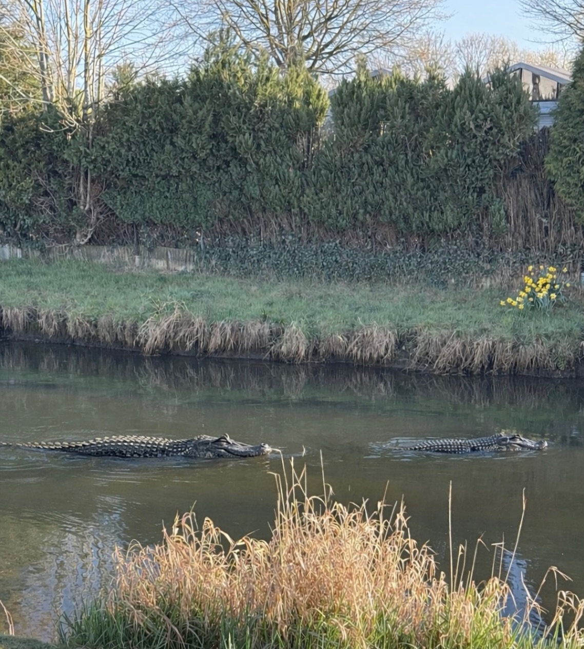 🚨 Achtung! Entlaufene Alligatoren in der Niers 🚨

Zwischen Wachtendonk und Geldern sorgt eine ungewöhnliche Meldung derzeit für Aufsehen:

Nach Angaben lokaler Behörden sind in der Nacht zwei ausgewachsene Alligatoren aus einer privaten Zuchtanlage entkommen. Offenbar gelang den Tieren während einer Überschwemmung die Flucht – seitdem wurden sie mehrfach in der Niers gesichtet.

Spaziergänger berichten von „seltsamen Bewegungen im Wasser“ und „bedrohlich wirkenden Augenpaaren knapp über der Oberfläche“. Die Polizei rät dringend dazu, Abstand zum Ufer zu halten und keine Haustiere unbeaufsichtigt in Gewässernähe laufen zu lassen.

Ein Expertenteam ist bereits im Einsatz, um die Tiere einzufangen. Bis dahin gilt erhöhte Vorsicht entlang der Niers!

👉 Update:
April, April! 😄
Natürlich gibt es keine Alligatoren in der Niers – aber ein bisschen Nervenkitzel zum 1. April darf ja sein!